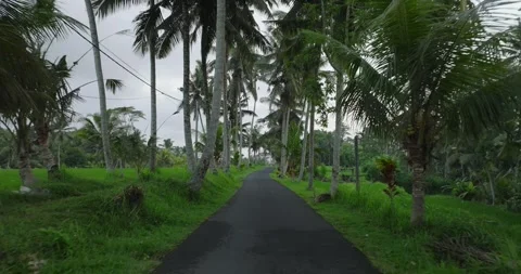 Lush pathway surrounded by an abundance of tropical palm trees in natures beauty Stock Footage 288080467