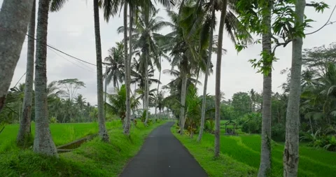 Lush pathway surrounded by an abundance of tropical palm trees in natures beauty Stock Footage 288080608