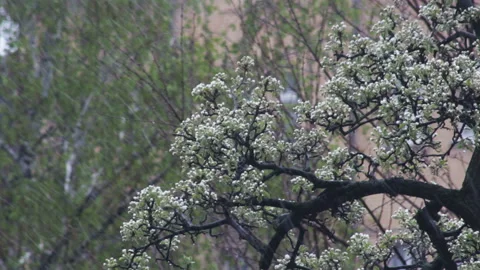 Lush pear branches suffer under heavy snowfall in yard Stock Footage 135371889