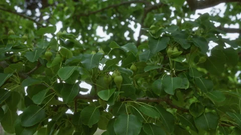 A lush pear tree pyrus communis with developing green fruit clusters, found.. 스톡 동영상 283560481