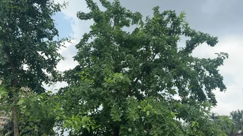 Lush Peepal Tree with Green Foliage Under a Bright Sky 動画素材 343802408
