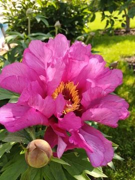 Lush peonies in full bloom, adding color and beauty to a flower bed scene Stock Photos
