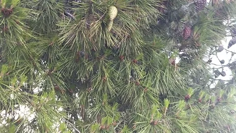 Lush pine branches with cones between long needles Stock Footage 332342752