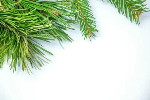Lush pine branches lay on a bright background, highlighting the rich green co Stock Photos