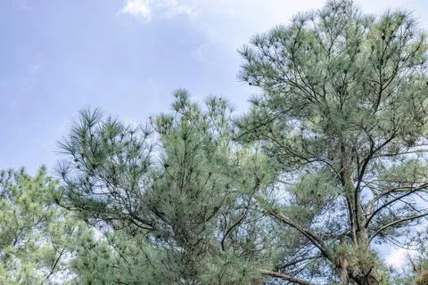 Lush Pine Branches Spreading Beneath a Clear Bright Sky Stock Photos