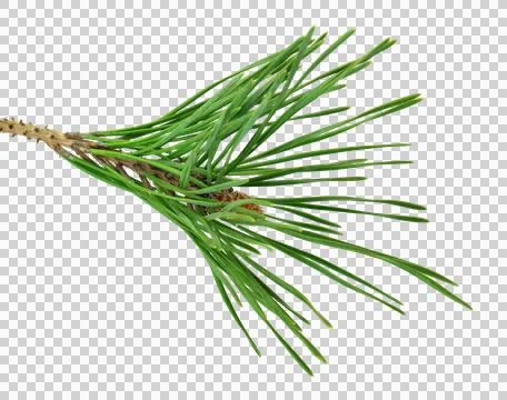 Lush pine branches. on transparent without shadow. PNG. Fragrant festive de.. Stock Photos
