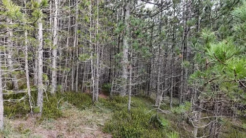 Lush Pine Forest for Adventure Stock Footage 288831939