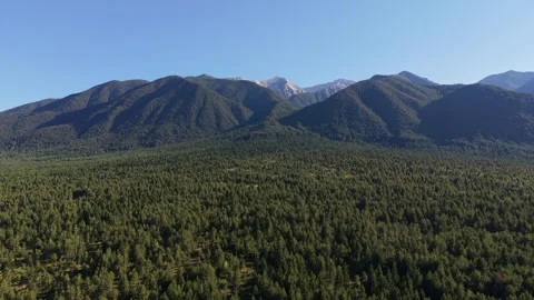 Lush Pine Forest and Mountain Terrain Aerial Bulgaria Stock-Footage 343794535