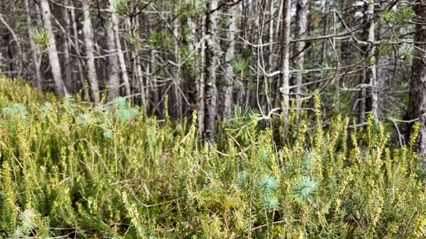 Lush Pine Forest Celebrating Nature Stock Footage 288831899