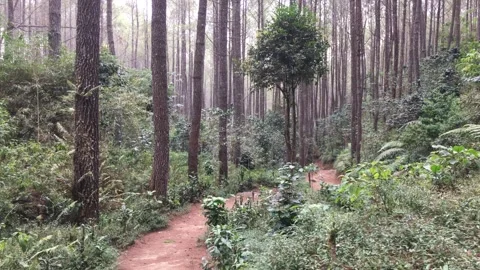Lush Pine Forest Landscape with a Scenic Dirt Path and Green Bushes Stock Footage 346430755