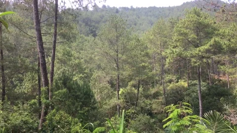 Lush Pine Forest on a Mountain Slope Stock-Footage 346055440