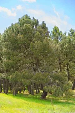 Lush Pine Forest Under Clear Blue Sky Stock Photos