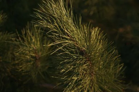 Lush pine tree branch closeup. Sunset light Stock Photos