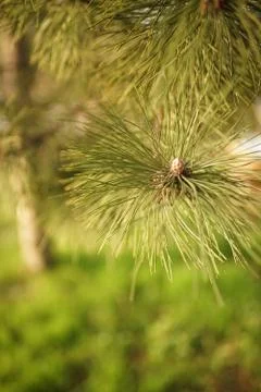Lush pine tree branch closeup in spring garden, selective focus Stock Photos