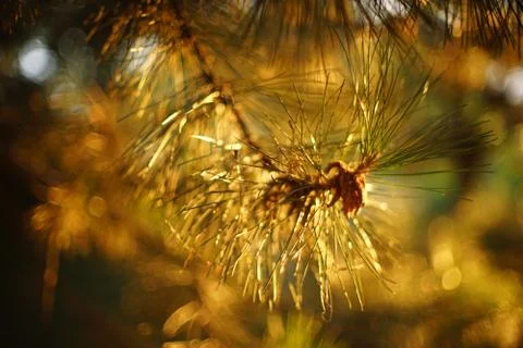 Lush pine tree branch closeup at sunset wit warm light 스톡 사진