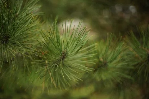 Lush pine tree branch closeup in the garden Photos