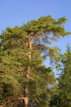 Lush pine tree branches in nature Stock Photos