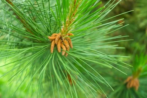 Lush pine tree branches with seeds close-up, selective focus 스톡 사진