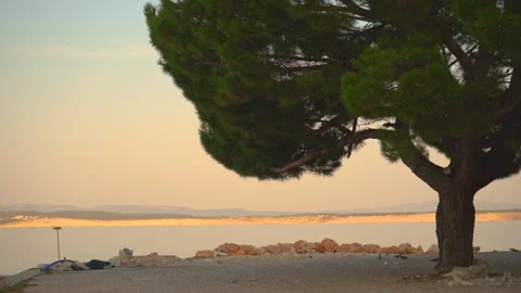 A lush pine tree on a pebble beach in Crikvenica framing golden sunrise ref.. Stock Footage 342374605