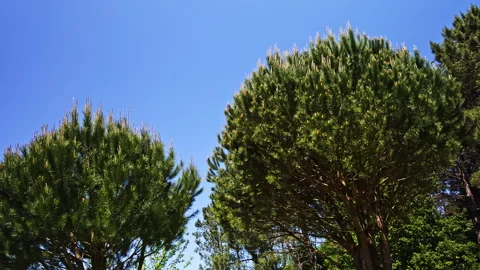 Lush Pine Trees Against Clear Blue Sky Stock Footage 277758759