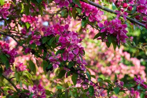 Lush pink malus tree branches in sunny spring garden. Beautiful dense flowe.. Stock Photos