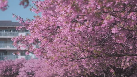Lush pink sakura branches in full bloom set against residential buildings in Stock Footage 338222253