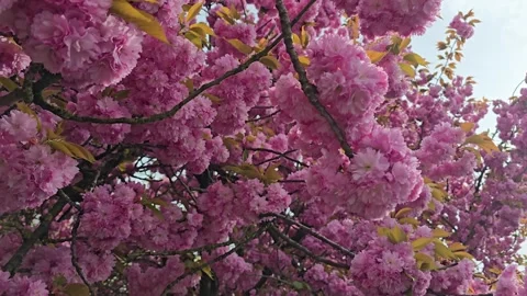 Lush Pink Sakura Flowers on Tree Branches in Spring Stock Footage 341964478