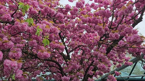Lush pink sakura tree in full bloom Stock Footage 341962919