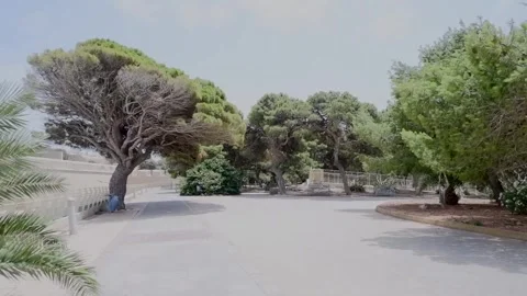 A lush pinus pinea tree in Puglia, southern Italy Stock Footage 290464341