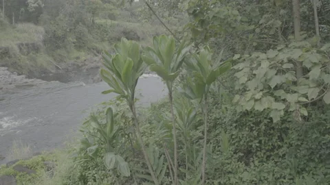Lush plants on the edge of a stream by a waterfall in Hawaii Video stock 201569859