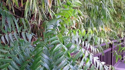 Lush plants at a park, blown by wind for relaxation and calmness, healing scene Stock Footage 290348874