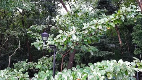 Lush plants at a park, blown by wind for relaxation and calmness, healing scene Stock Footage 290350151