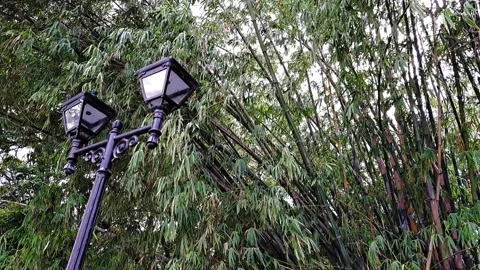 Lush plants at a park, blown by wind for relaxation and calmness Stock Footage 290350653