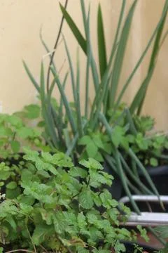 Lush plants Stock Photos