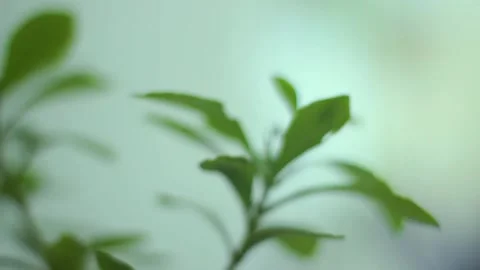 Lush potted plants Stock Footage 236441005