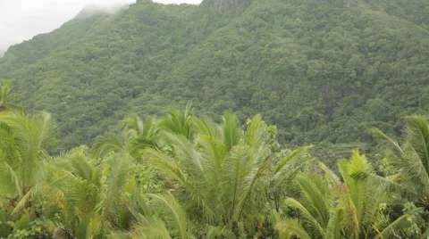 Lush Raiatea coast slides by with dense vegetation and misty mountains Video stock 68100993