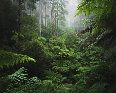 Lush rain forest with morning fog Stock Photos
