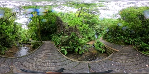 Lush Rainforest Boardwalk Path - VR360 Panoramic View New Zealand Stock Footage 331553985