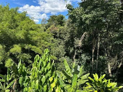Lush rainforest canopy Stock Photos