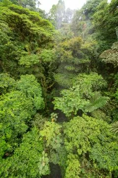 Lush rainforest canopy view Stock Photos
