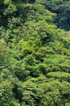 Lush rainforest canopy view Stock Photos