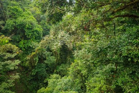Lush rainforest canopy view Stock Photos