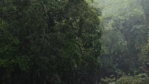 Lush rainforest with dense green foliage during heavy rain Видео 281274652