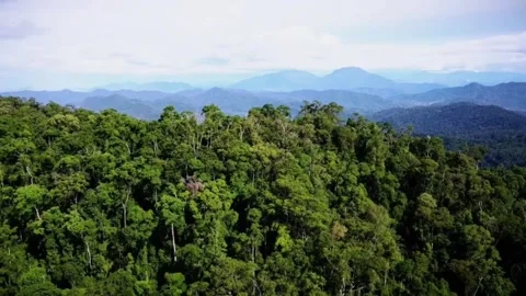 Lush Rainforest Mountain View. Stock Footage 305372598