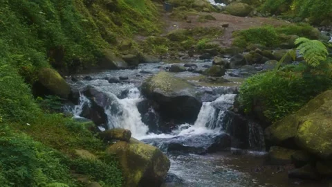 Lush rainforest stream on Java island with cascading water Stock Footage 340057978