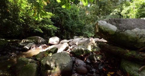 Lush rainforest surround small river flowing through rocks in Tioman Island Stock Footage 314769236