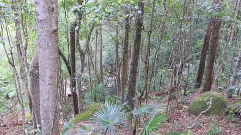 Lush rainforest trees and vegetation in Minnamurra national park as 4k. Stock Footage 139962792