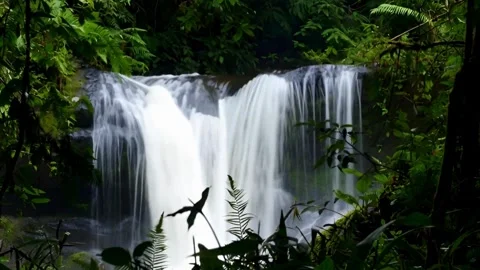 Lush Rainforest Waterfall Cascading Through Tropical Greenery with Natural .. Stock Footage 321948091