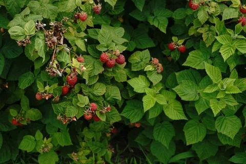 A lush raspberry bush with ripe red berries and green foliage captured Stock Photos