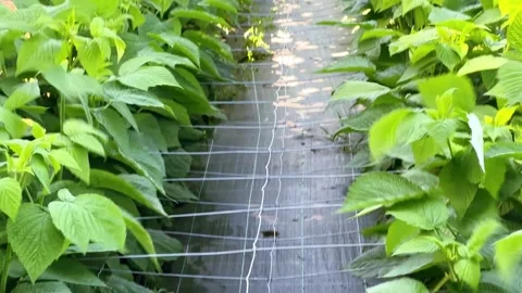 Lush raspberry bushes planted in straight commercial rows Stockbeeldmateriaal 346411031